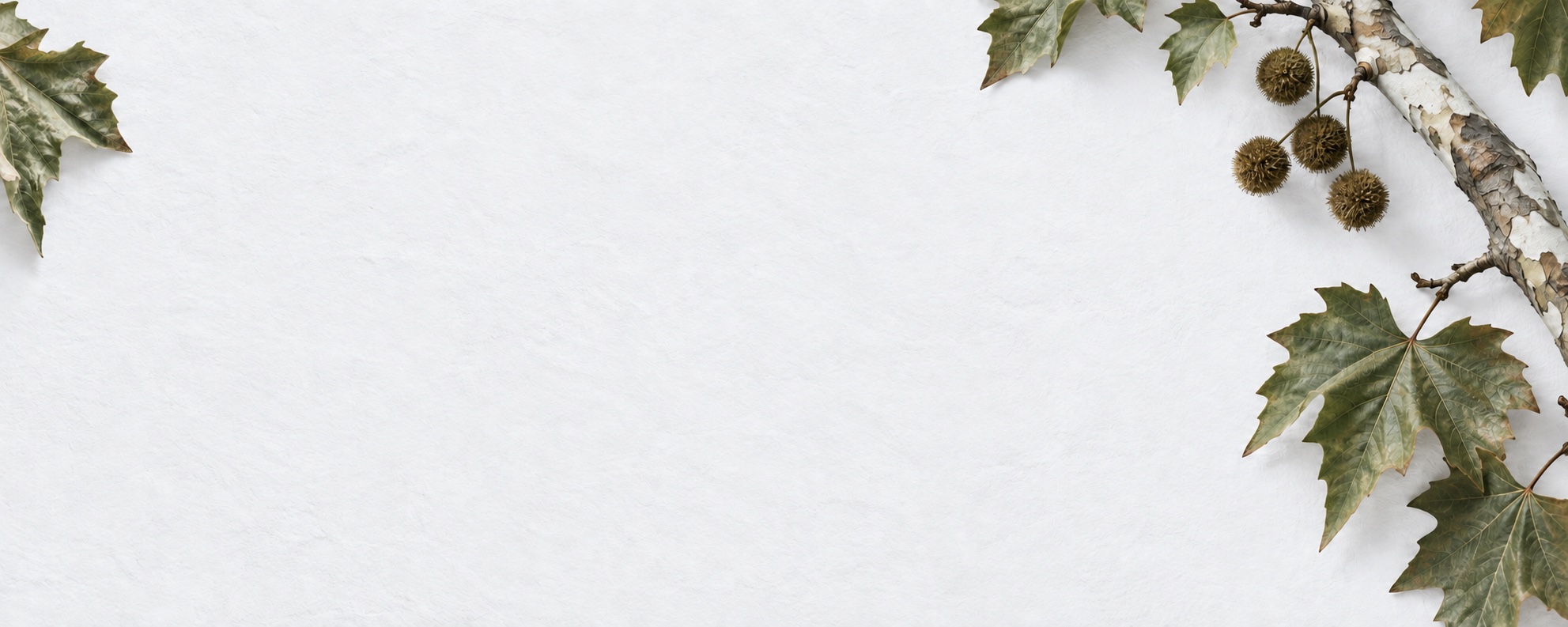 Sycamore leaves, seed pods, and peeling bark on a white surface